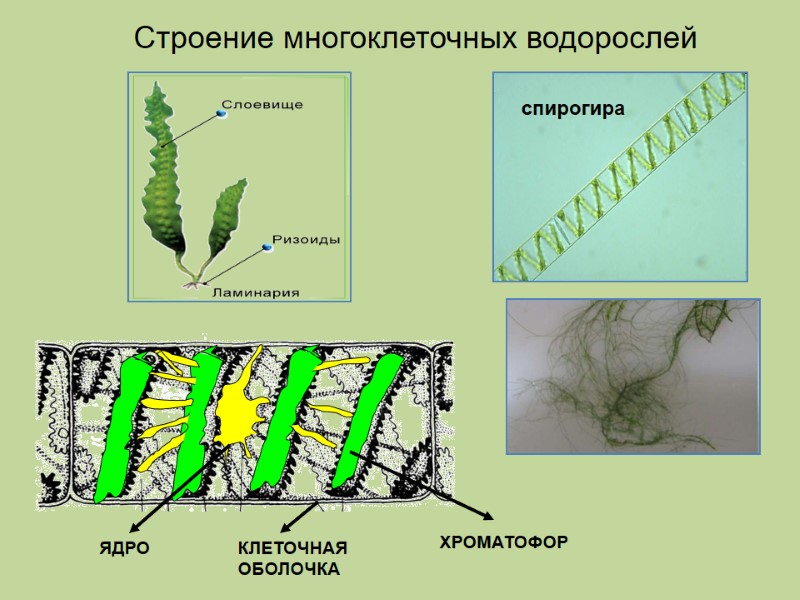 Строение многоклеточных водорослей спирогира ХРОМАТОФОР КЛЕТОЧНАЯ ОБОЛОЧКА ЯДРО